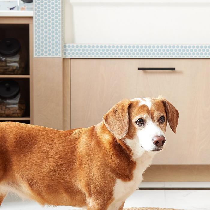 Dog in pet-friendly mud room