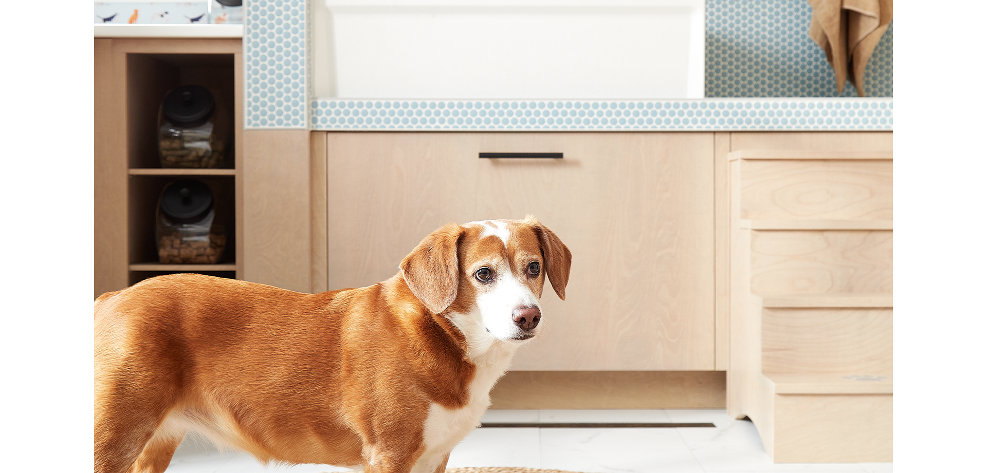 Dog in pet-friendly mud room