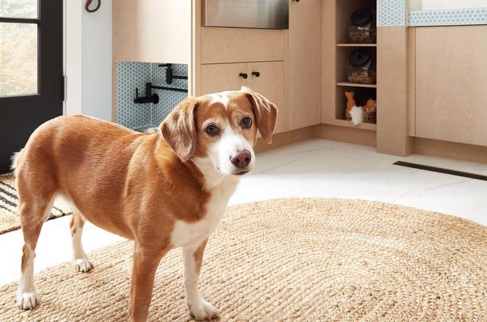 Mop dogs are here to clean your floors with their furry bodies